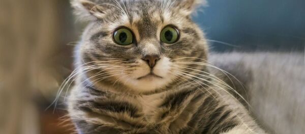 Удивленный кот Удивленный кот - Sputnik Южная Осетия