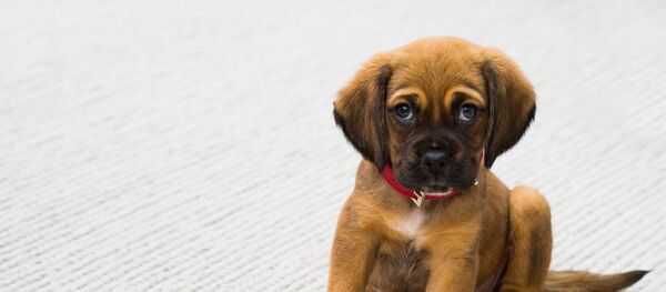 Щенок - Sputnik Южная Осетия